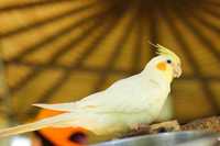 Чудовий спів: папуги Корелли мають чудовий спів
