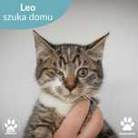 Uroczy mały kocurek Leo do adopcji!