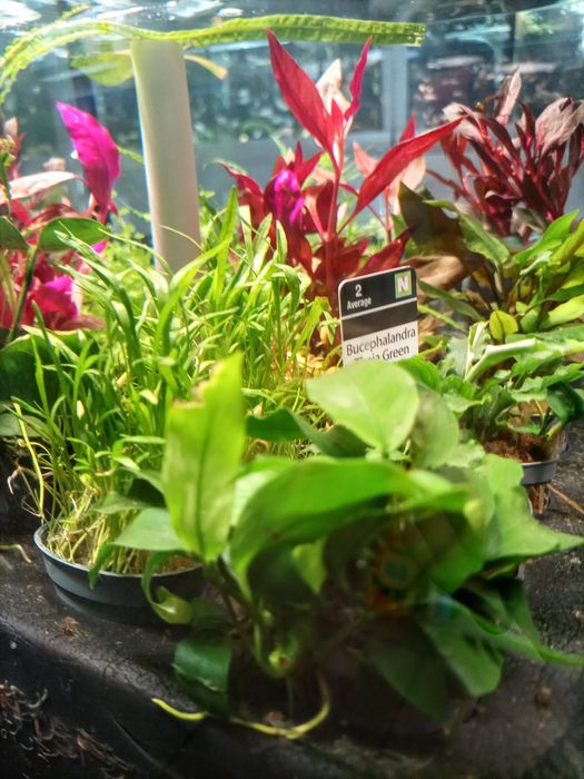 Ślimak Onion - TINA ZOO Gliwice Witkiewicza