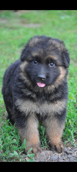 Надійний друг німецької вівчарки