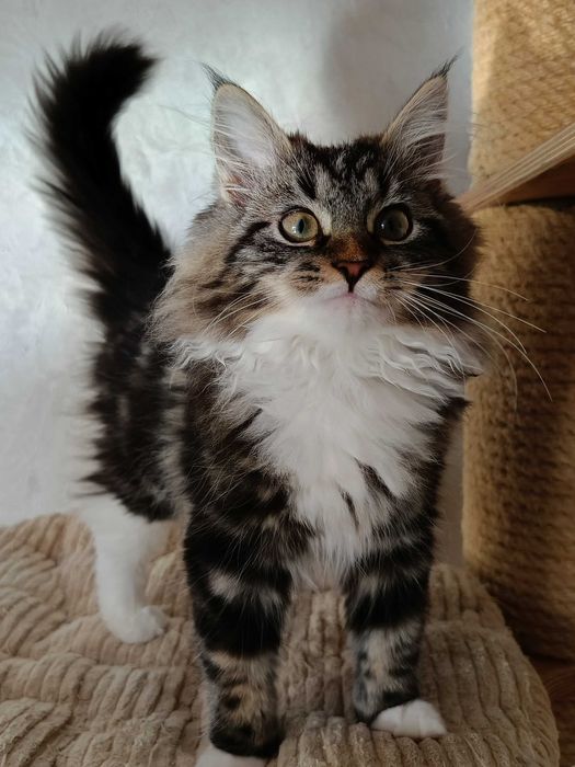 Urocza koteczka Syberyjska