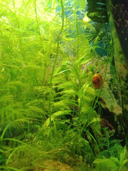 Caracois aquário, planorbis