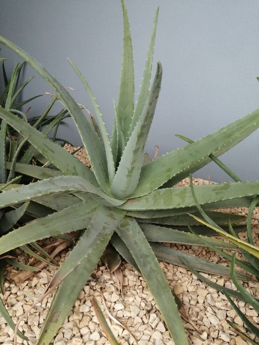 Catos Aloe Vera de vários tamanhos