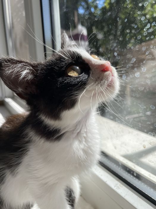 Кіт, кошеня, кошенятко, в пошуках свмʼї