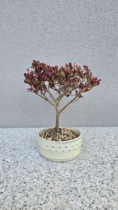 Pré bonsai Coprosma