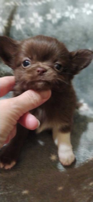 Chihuahua szczeniak puppy suczka  prawdziwy rodowód ZKwP  FCI