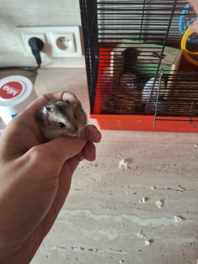Sprzedam chomiczki