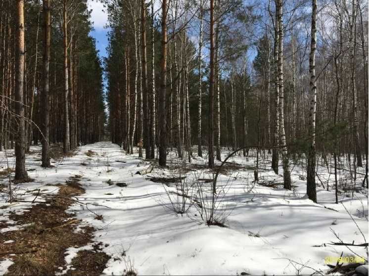 Продаж земельної ділянки 1 га с.Макарівська Буда, Київська обл. 12000$