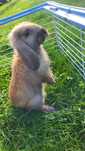 Mini lop króliczki samiczka