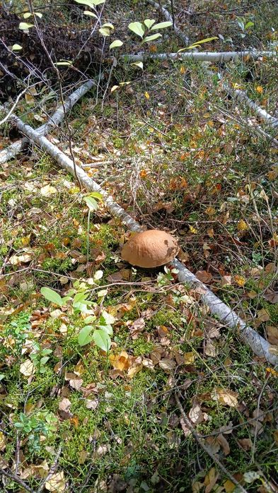 Sprzedam działkę leśną