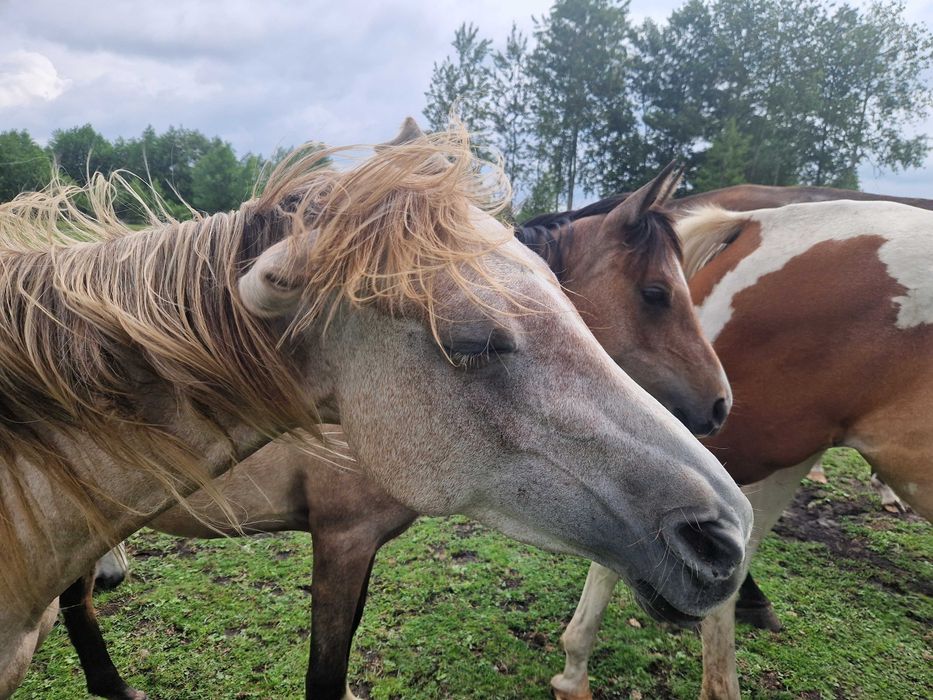 młoda klacz arabska, czysta krew arabska