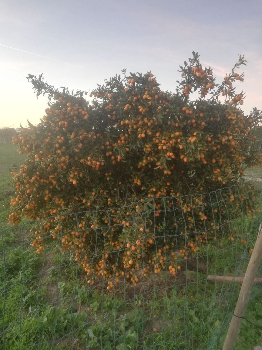 Venda laranjas kumquat