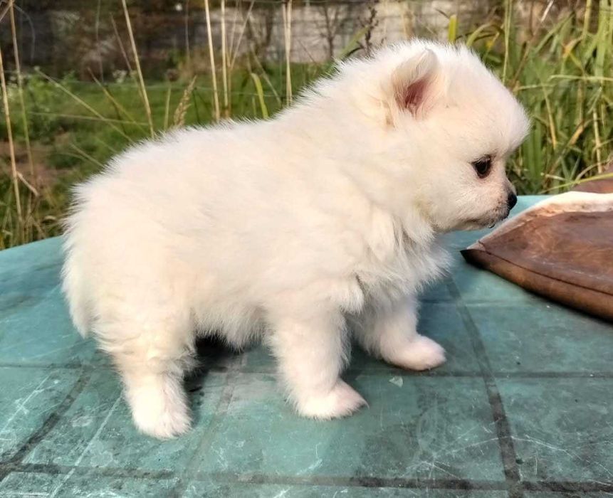 Sznaucer Miniaturowy Pomeranian Suczka