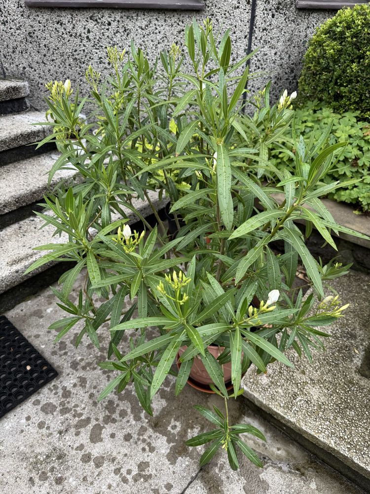 Oleander biały 80 cm kwiat doniczkowy taras balkon
