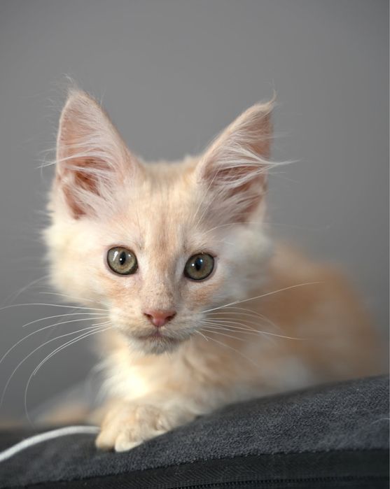 Maine coon kotka ruda dymna FPL