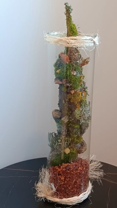 Piękno lasu za szkłem