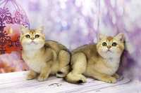 Британський красень та красуня-золоті плюшеві кошенята