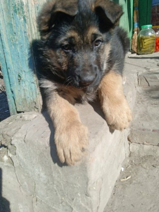 Немецкая овчарка