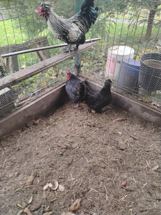 Parka kurek czubatek