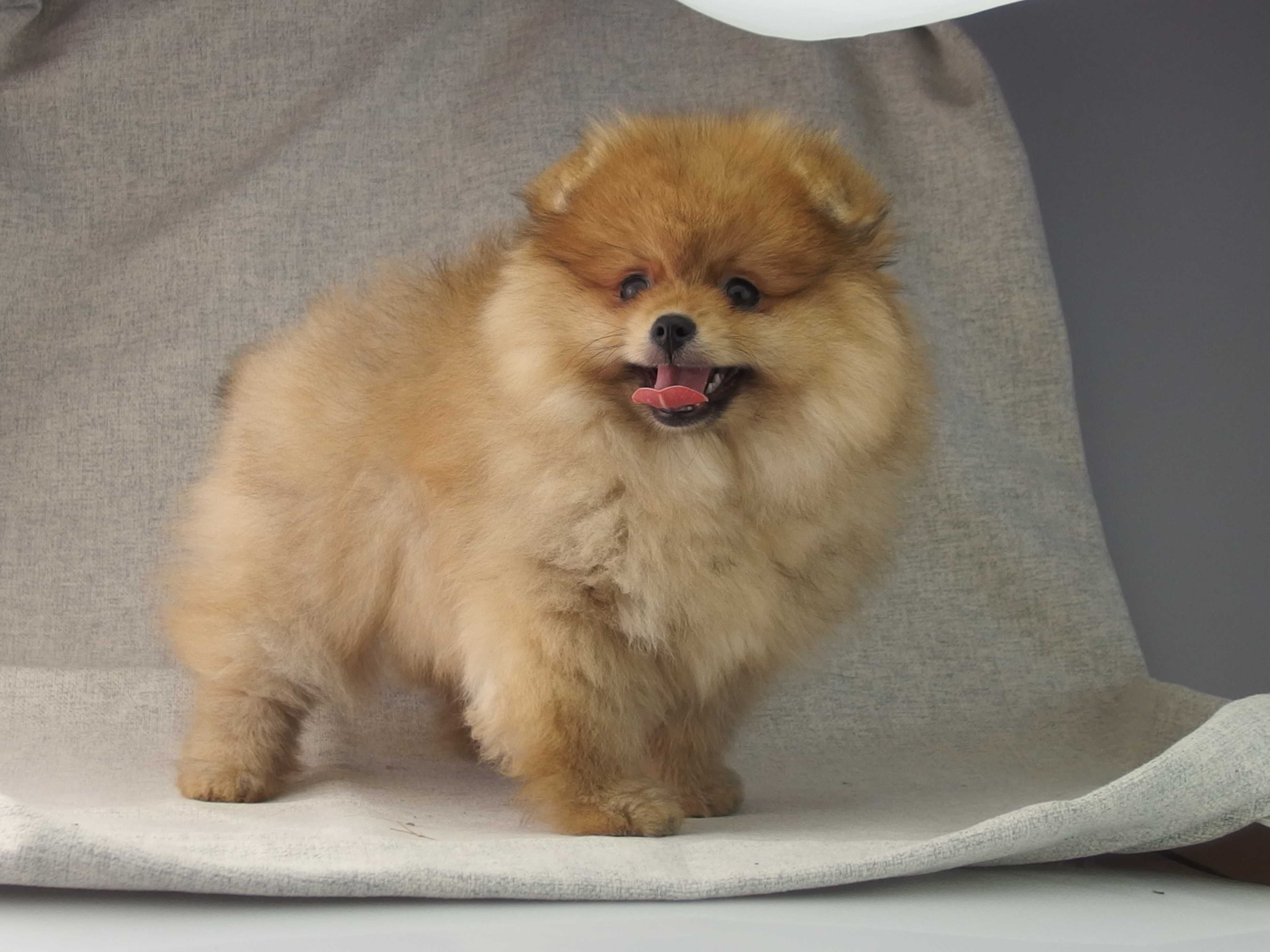 POMERANIAN   FCI szpic miniaturowy # SUCZKA