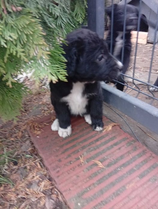 Oddam za darmo piękne szczeniaczki