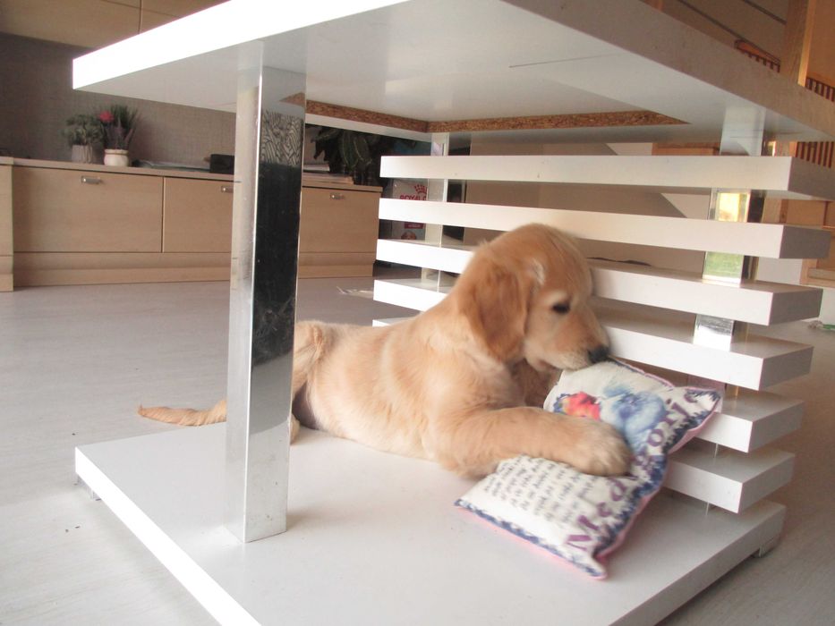 Szczeniak piesek GOLDEN RETRIEVER