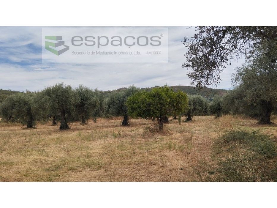 Terreno com olival