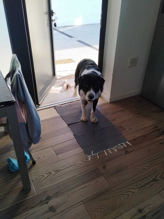 Cão para adopção responsavel