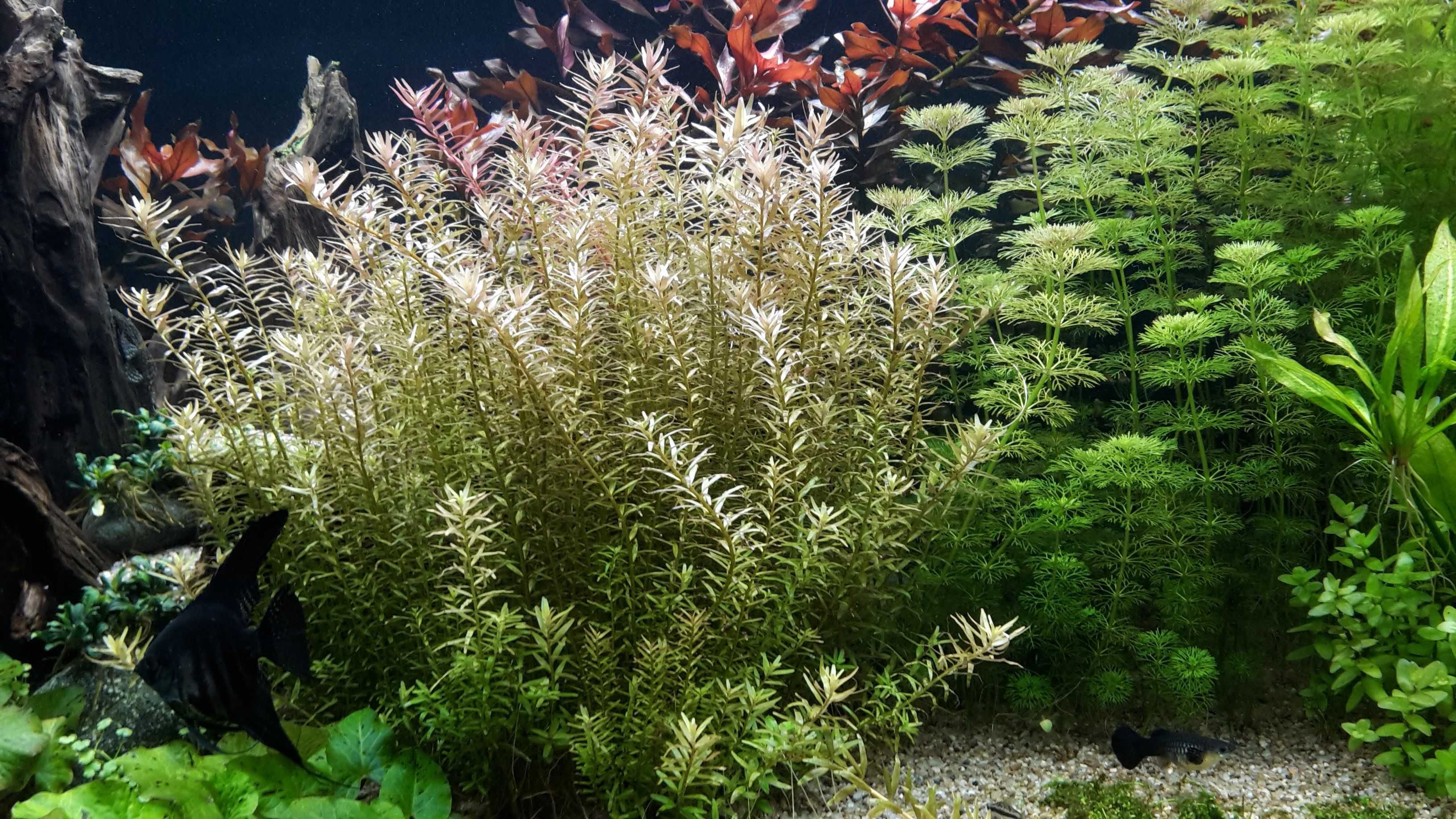 Limnophila sessiliflora, Rotala, Ludwigia, Bacopa, Żabienica, Lotos,