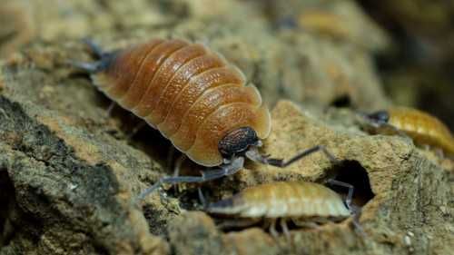 Porcellio silvestri Isopody/trudne