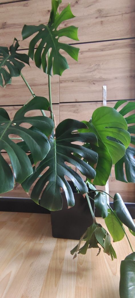 Monstera XXL ponad 130/110cm