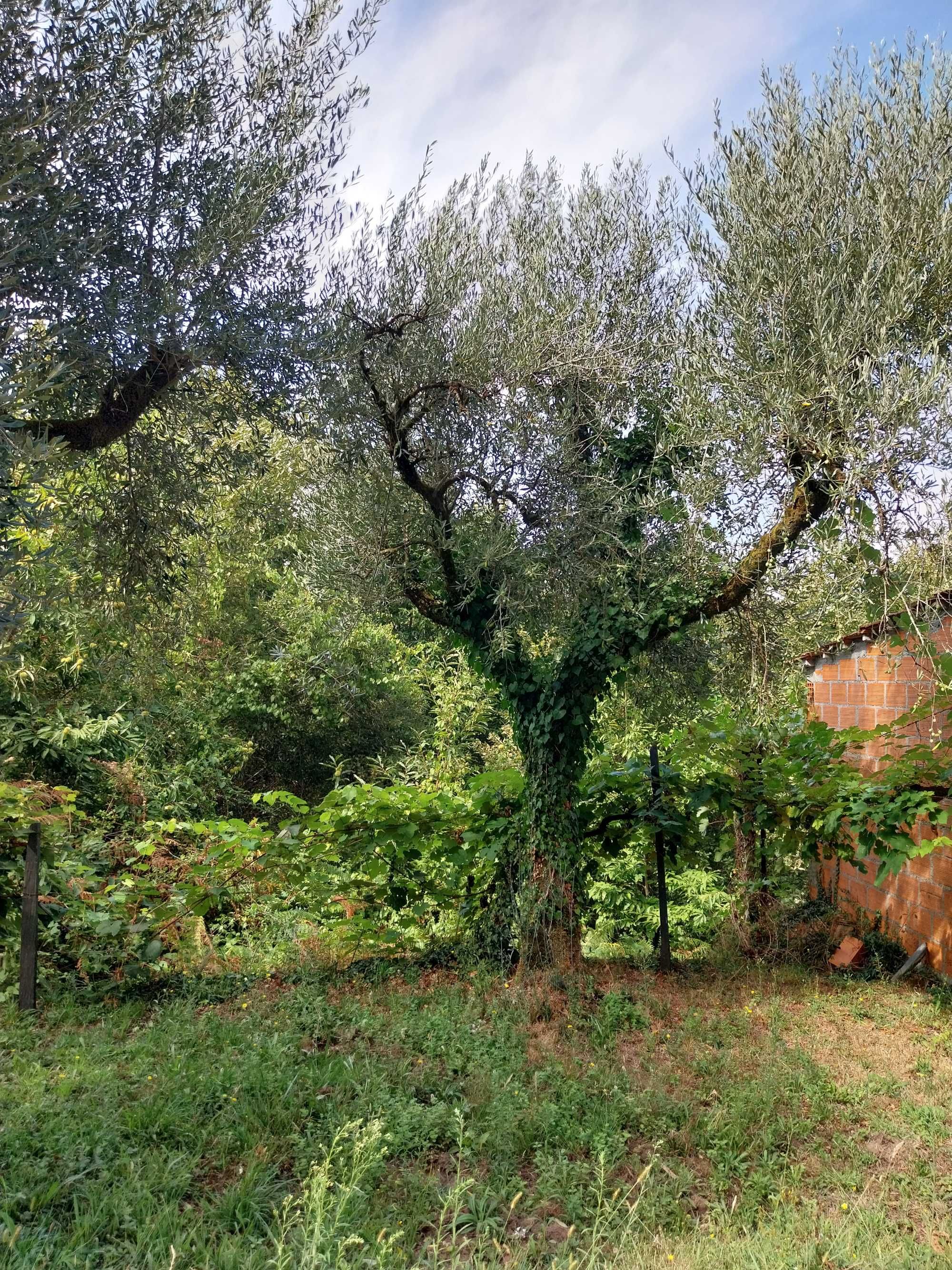 Oliveiras verdejantes com fruto