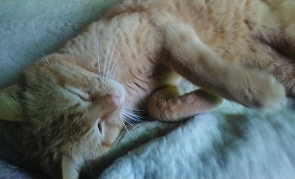 Zaginął rudy kot kocur