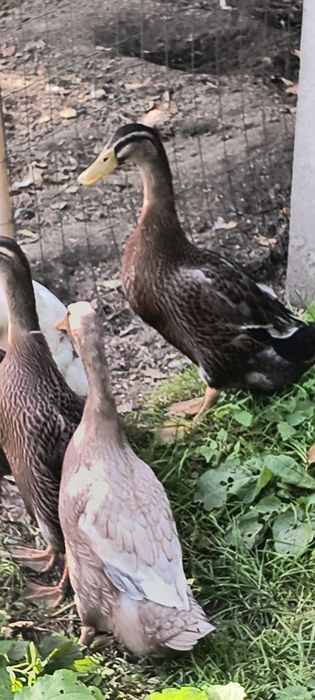Kaczki Bieguski Indyjskie