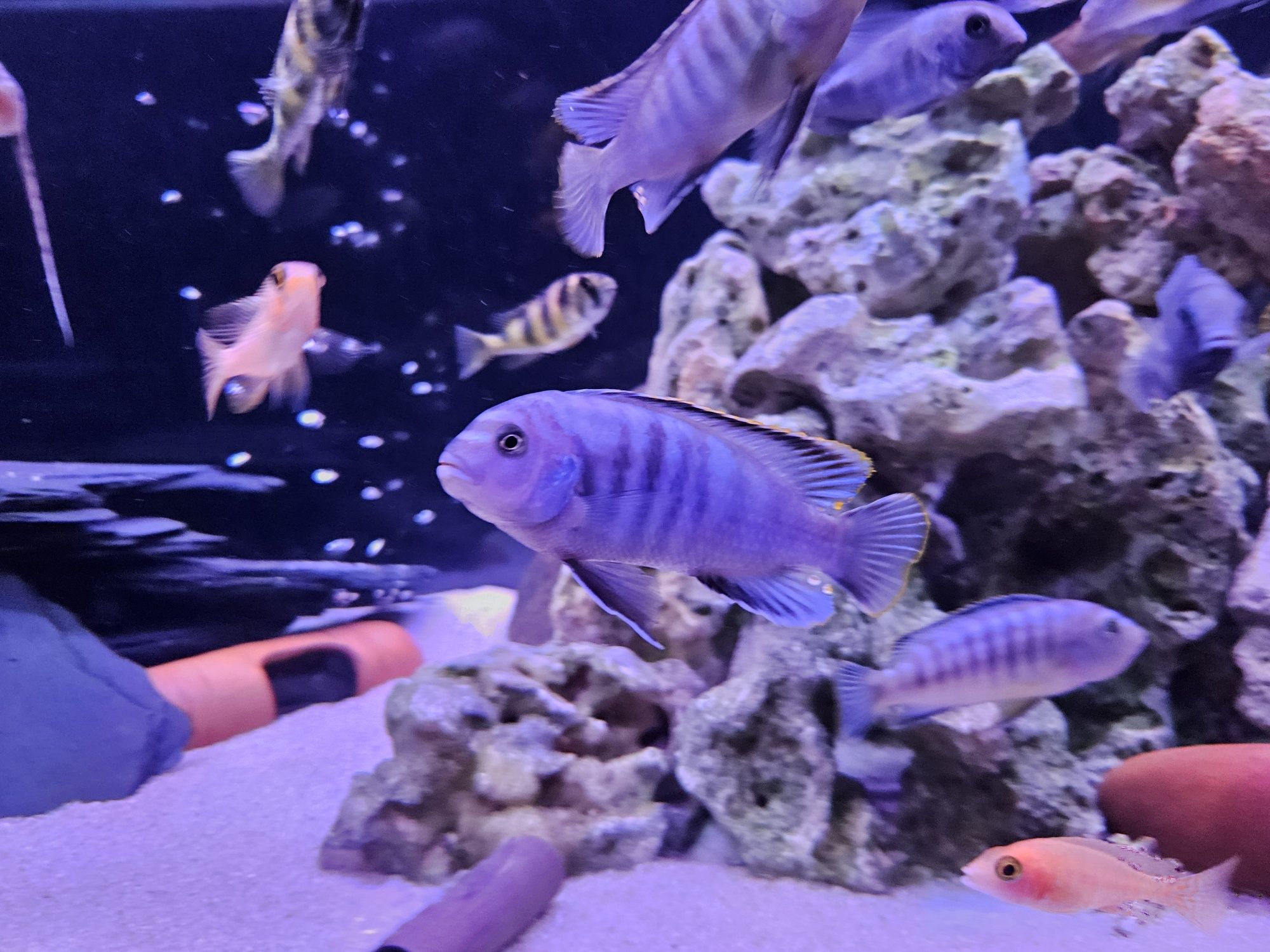 Pyszczak niebieski pseudotropheus socolofi malawi