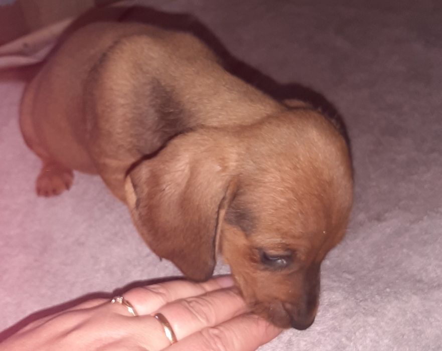 Продам цуценята такси