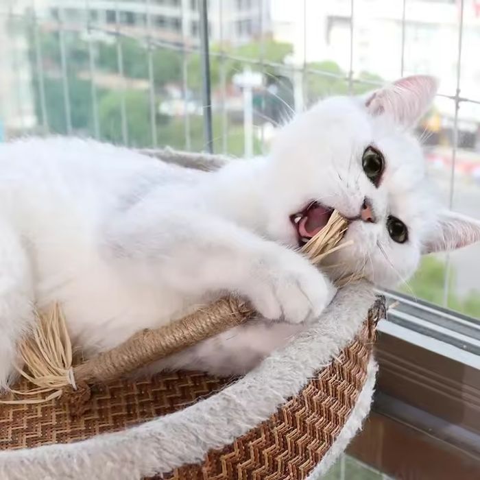 Gryzak dla kota, naturalny, 6 sztuk