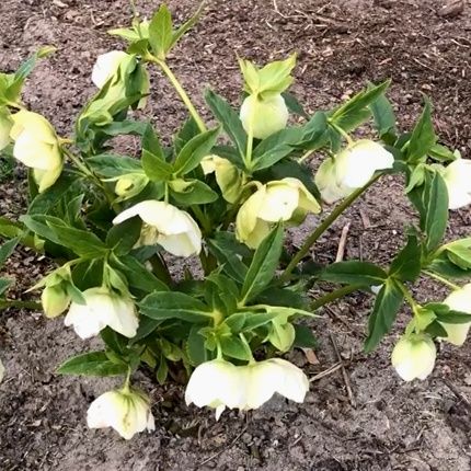 Морозник білий  еремурус гібіскус юкка самшит великі кущі