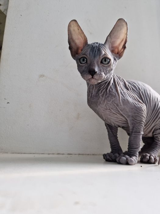 Хлопчик сфінкс!!