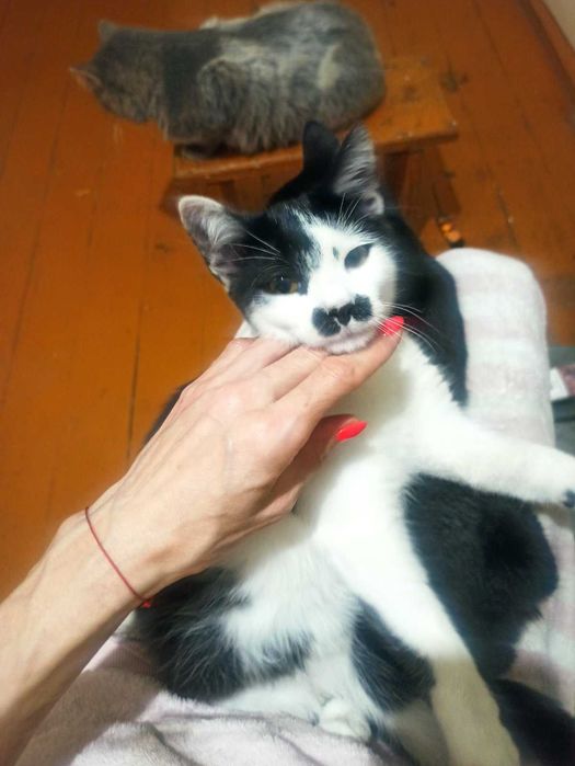 Маленькі хвостики шукають родину