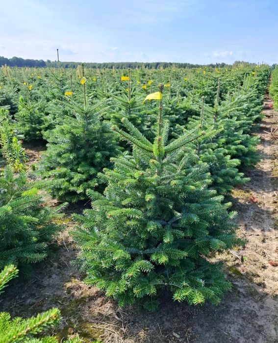 Jodła hurtowe ilości