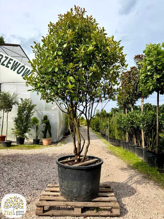Photinia fraseri Red Robin, Głogownik, 200-250, 300-350cm, wielopniowy