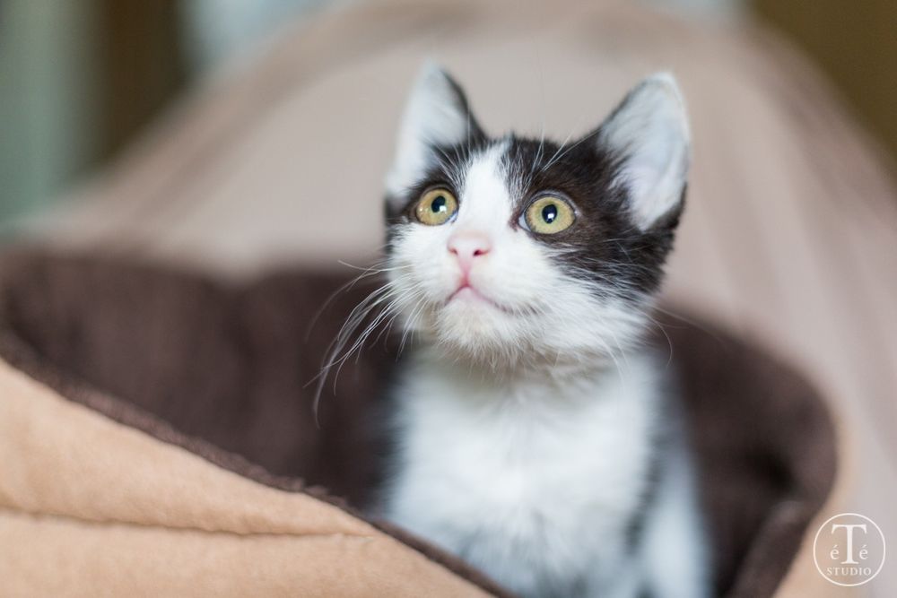 NEONEK - super kochany kociak szuka kochającego domu