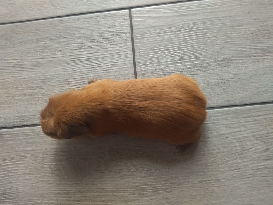 Довгошерстна морська свинка Коронет з розплідника з родоводом