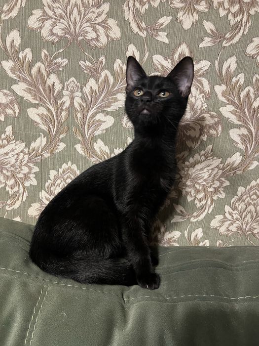 Котенок ищет семью и дом