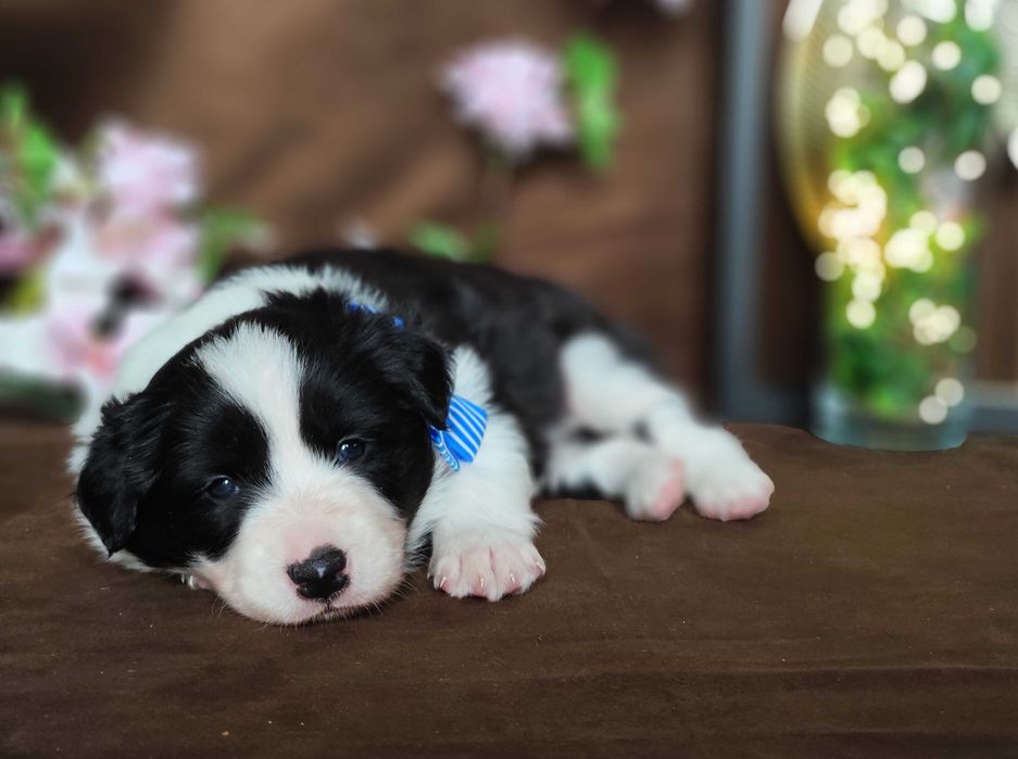Border collie ZkwP/FCI samiec