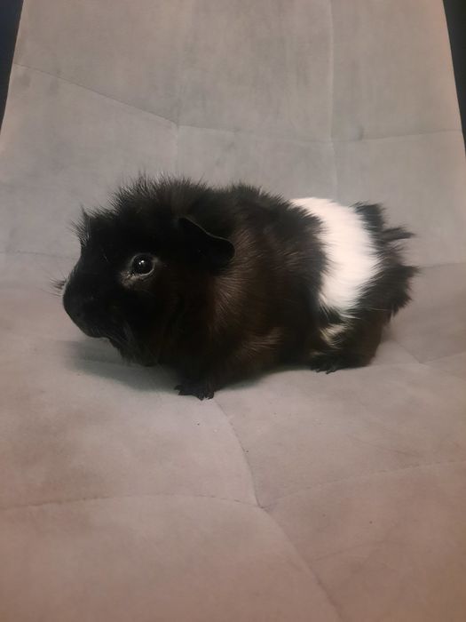 Oddam świnkę morską w dobre ręce