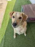 Urgente Cão muito meigo e brincalhão