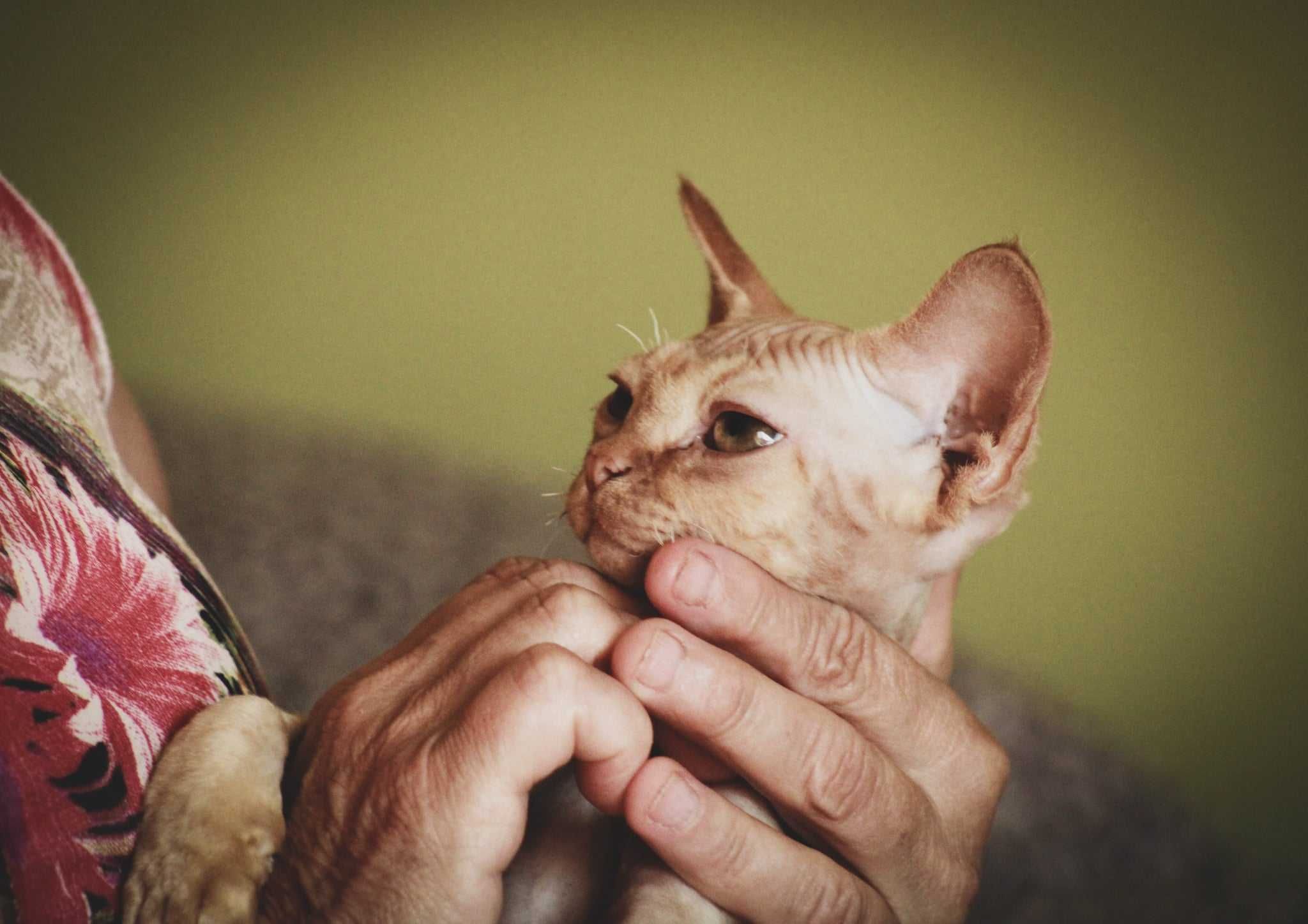 Devon rex rudy kocurek:) FPL