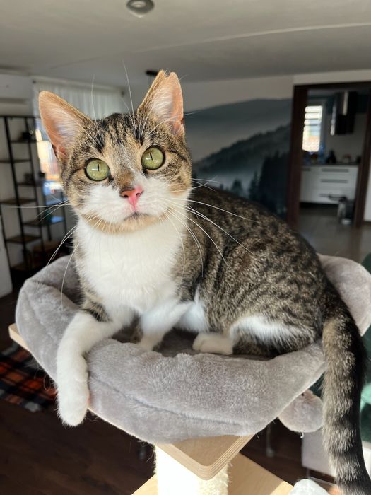 Lilo - bezdomna koteczka szuka domu